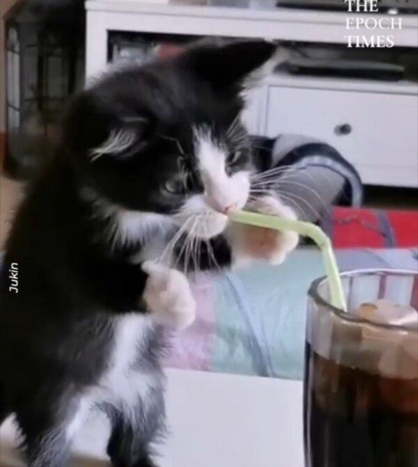Kitten Tries to Drink Soda Through a Straw