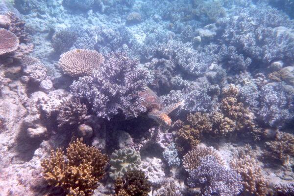 A green turtle on the Great Barrier Reef, Australia, on July 13, 2021. (Melanie Sun/The Epoch Times)