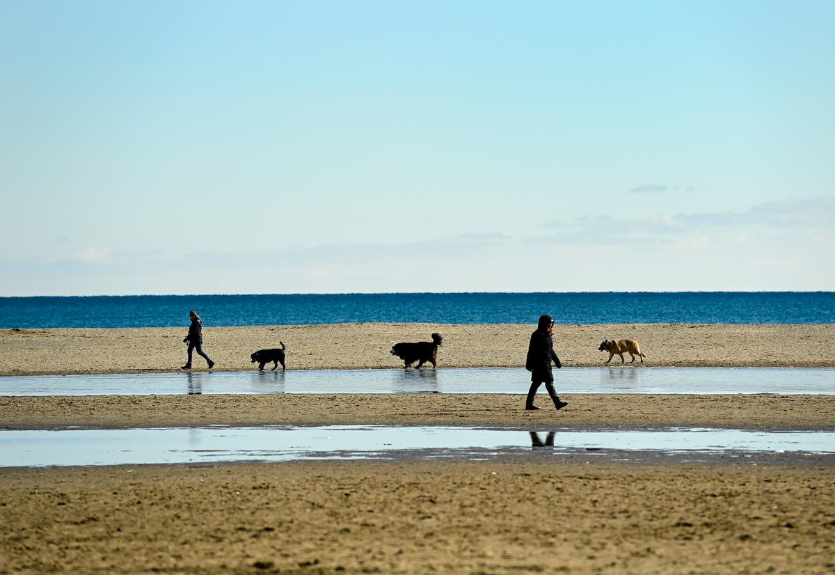 Anthony Furey: What to Do About Dangerous Dogs in Our Cities