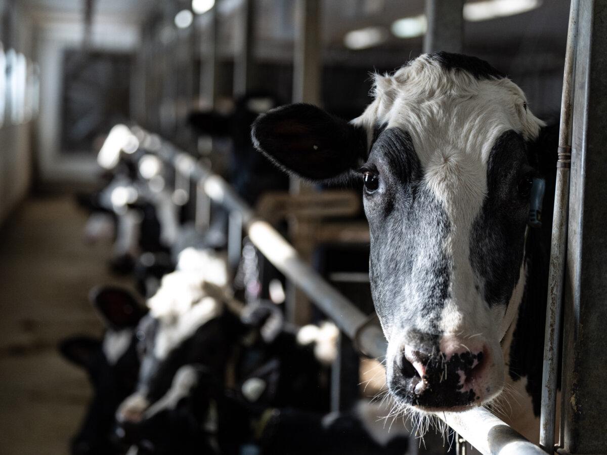 Cows are seen in a dairy farm in Granby, Que., on Feb. 5, 2025. (The Canadian Press/Christinne Muschi)