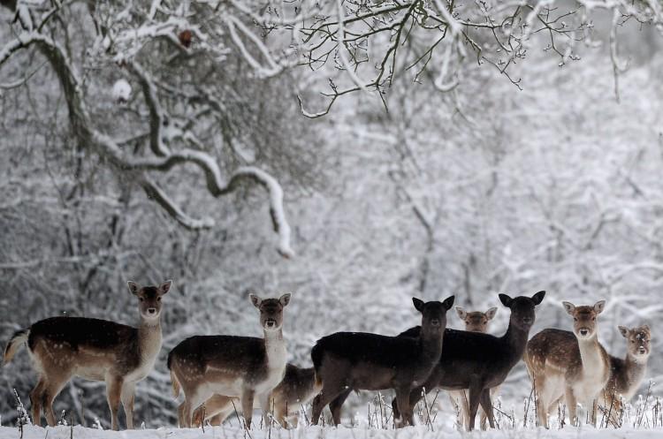 Hunter Shoots Deer at Walmart and Faces Charges
