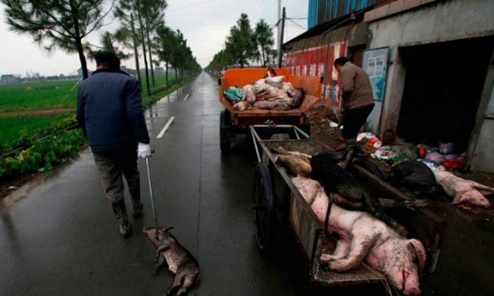 Shanghai Authorities Insist Water Is Safe, Despite Floating Pig Carcasses