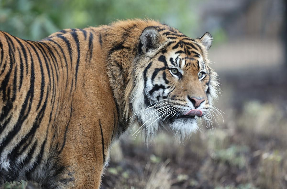 Tiger in Bathroom: Woman at Circus Gets Up Close with Tiger (+Video)
