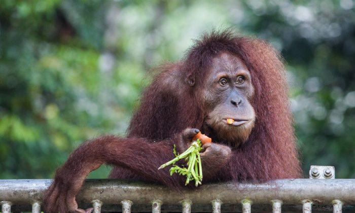 Rare Orangutans Found in Borneo, Says Conservation Group