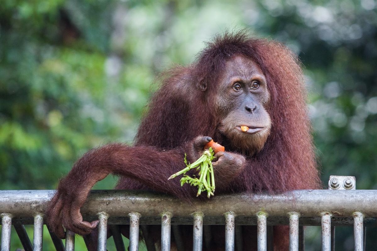 Rare Orangutans Found in Borneo, Says Conservation Group