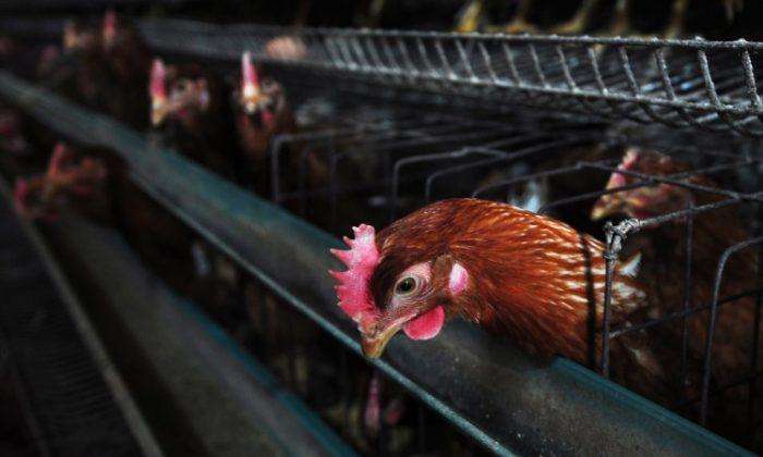 New Bird Flu Takes Hold in East China