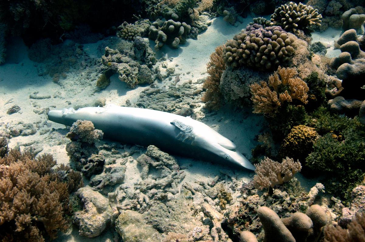 Are We Overharvesting Our Future?