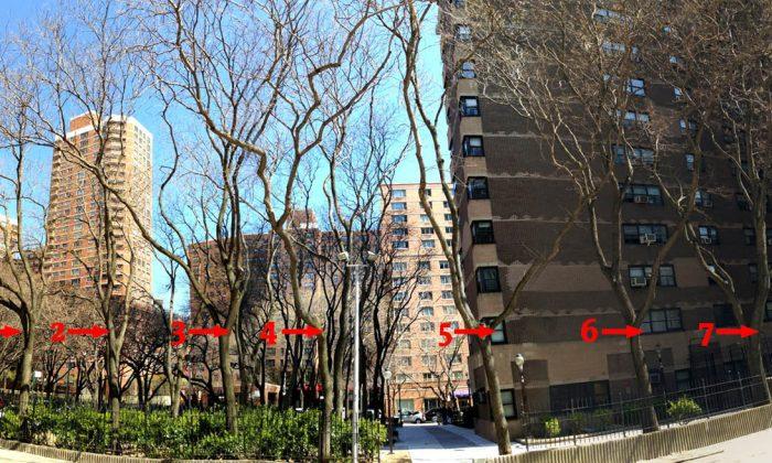 Seven Old Trees to be Cut for Micro-Apartment Building