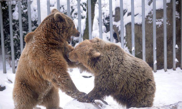 Alaska Man Fights Off Bear, Saves Family