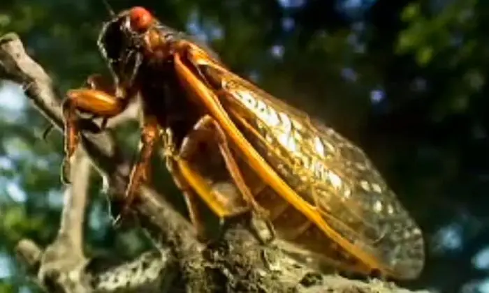 17-Year Cicadas Emerge After 17-Year Slumber (+Video)