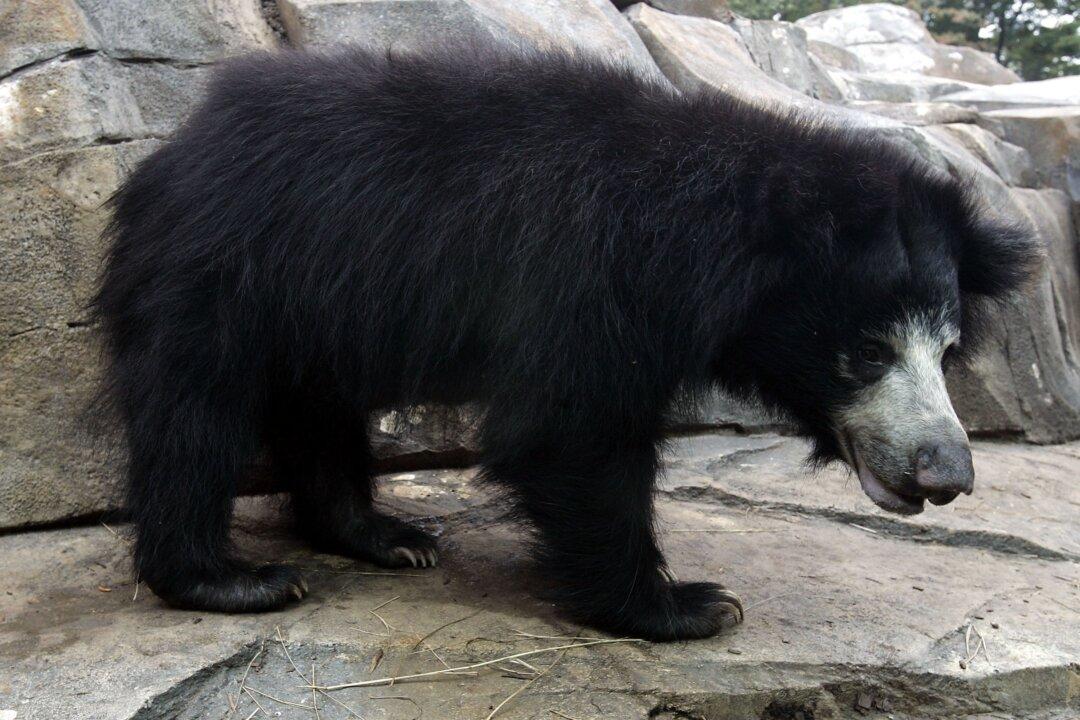 Bear Attack Leaves 1 Dead, 3 Injured in India