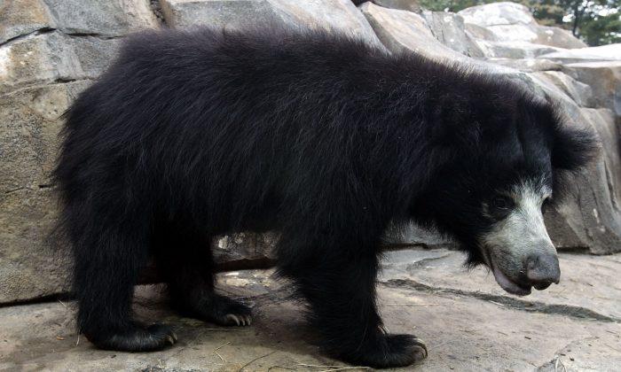 Bear Attack Leaves 1 Dead, 3 Injured in India