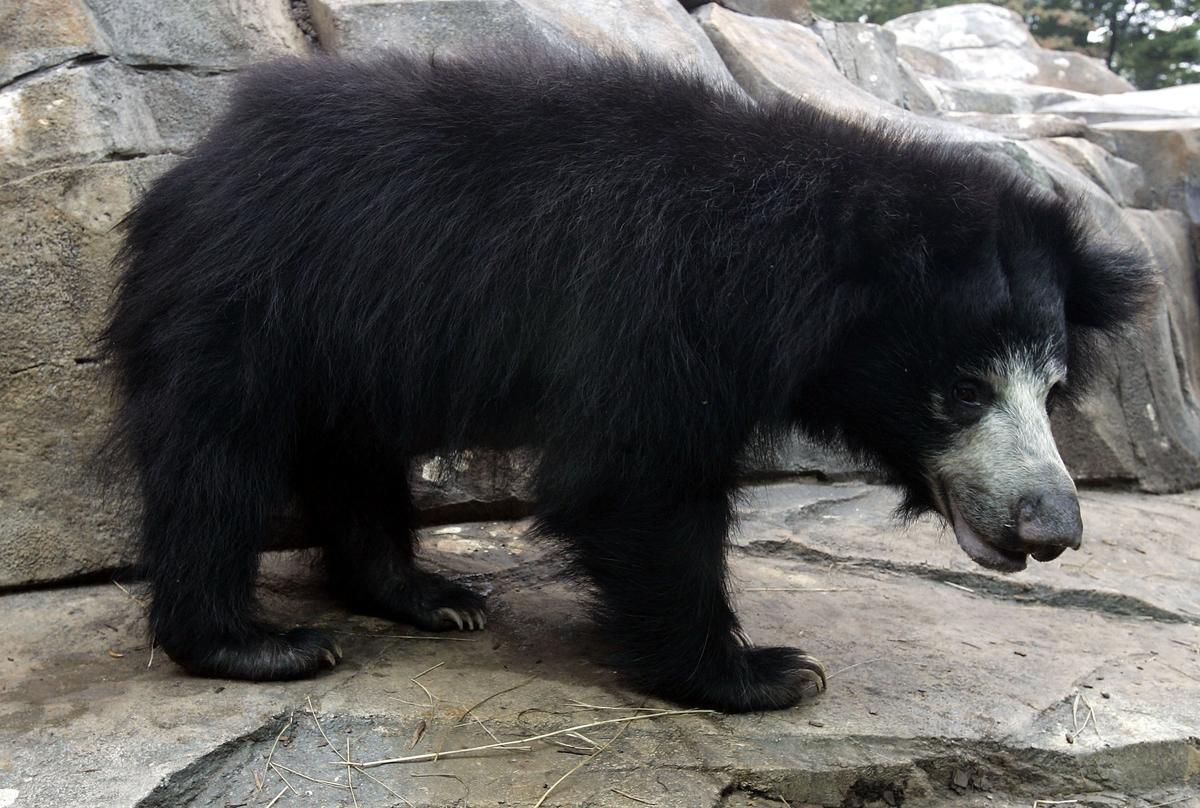 Bear Attack Leaves 1 Dead, 3 Injured in India