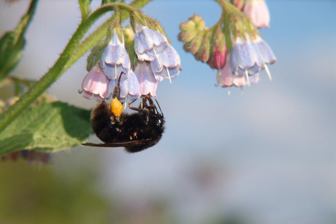 Swedish Bumblebees to Repopulate England