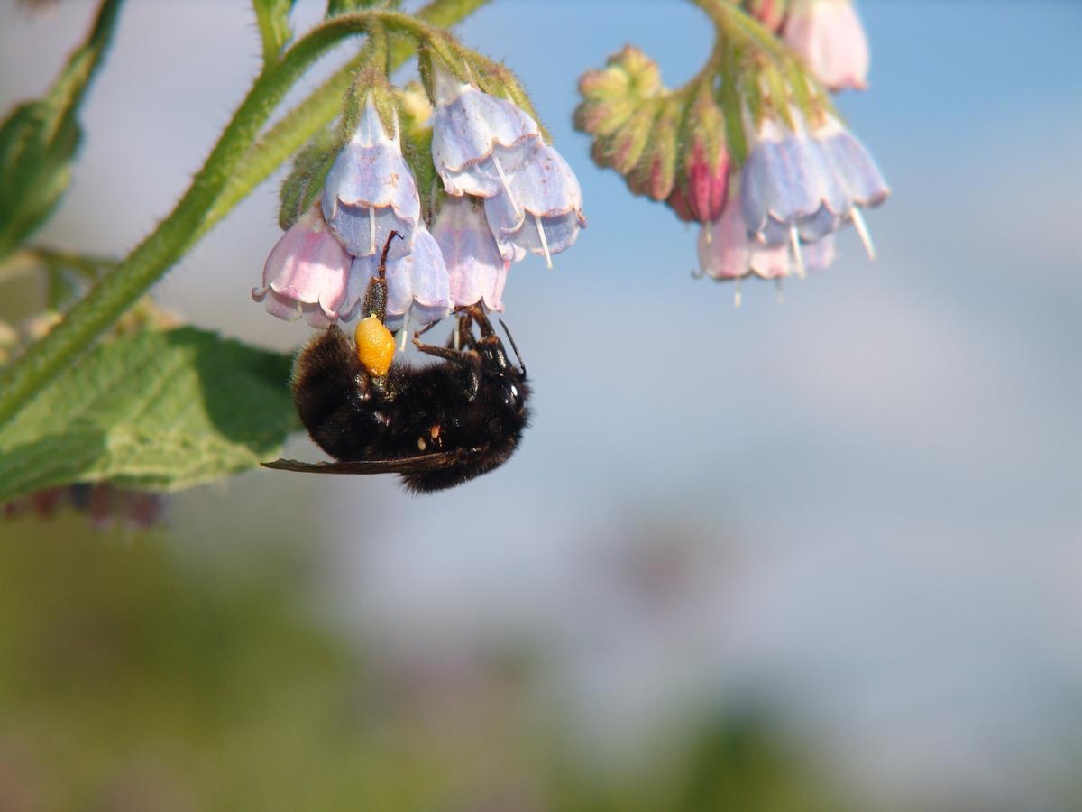 Swedish Bumblebees to Repopulate England