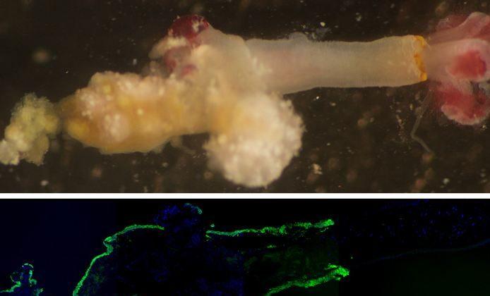 Zombie Worms Eat Bones: ‘Bone Worms’ Use Bone-Melting Acid (+Photos)