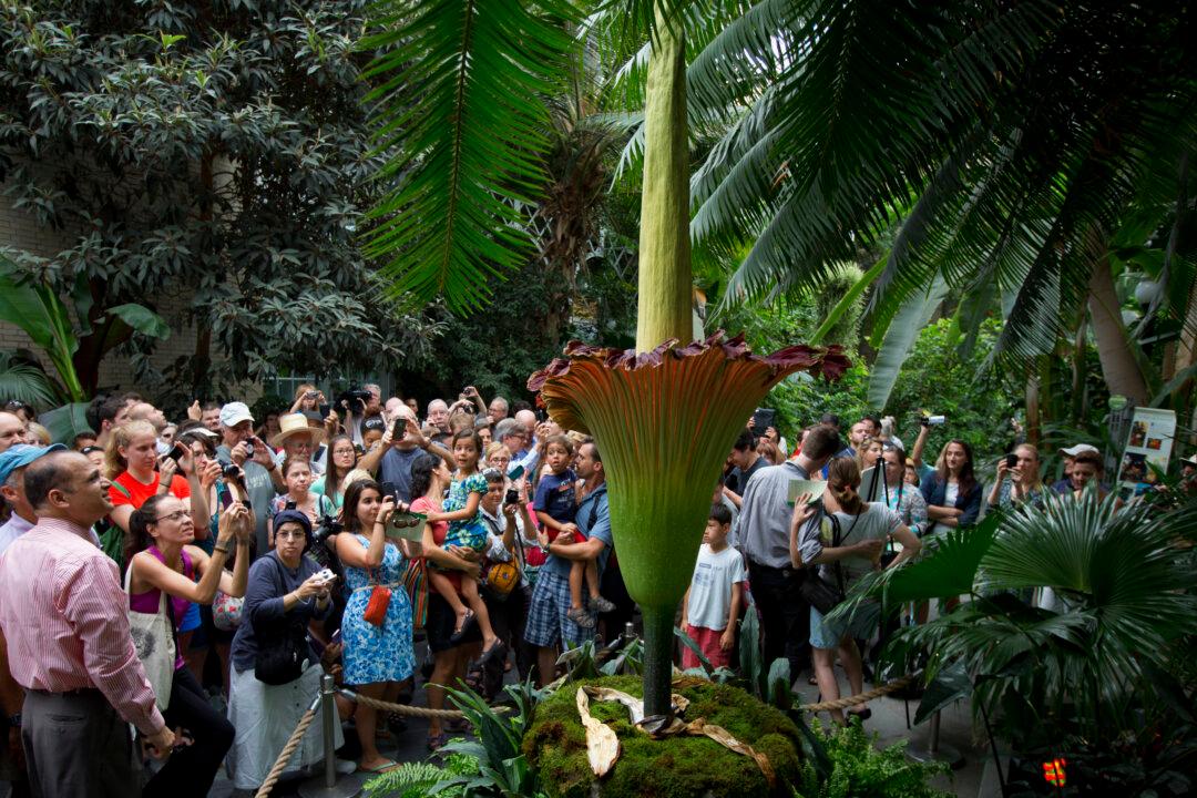 Corpse Flower to Bloom in Santa Barbara, Calif.