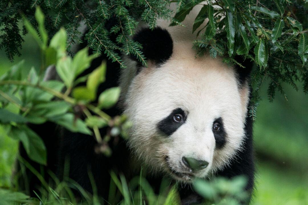 Better Than Ping Pong: Panda Diplomacy Builds Relationships
