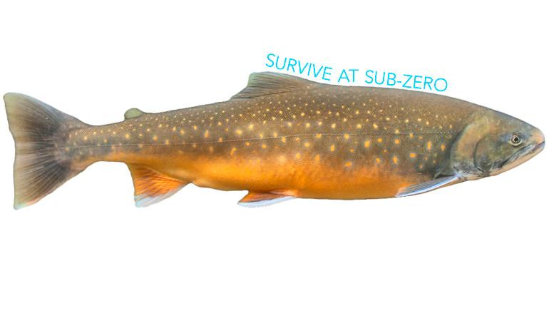 Fish ‘Antifreeze’ Hints at New Way to Store Blood