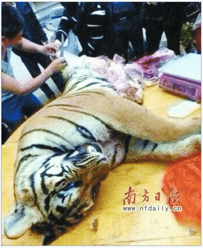 Businessmen Bribe Officials With Tiger Meat and Bones in China