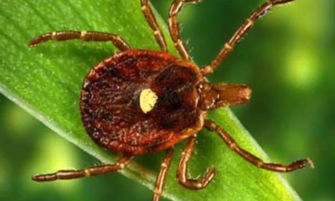 Illinois Resident Tests Positive for Tick-Borne Heartland Virus