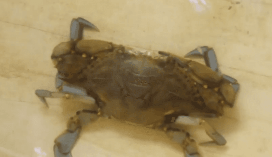 Could a Monster-Size Crab Spotted in UK be Real? (Video)