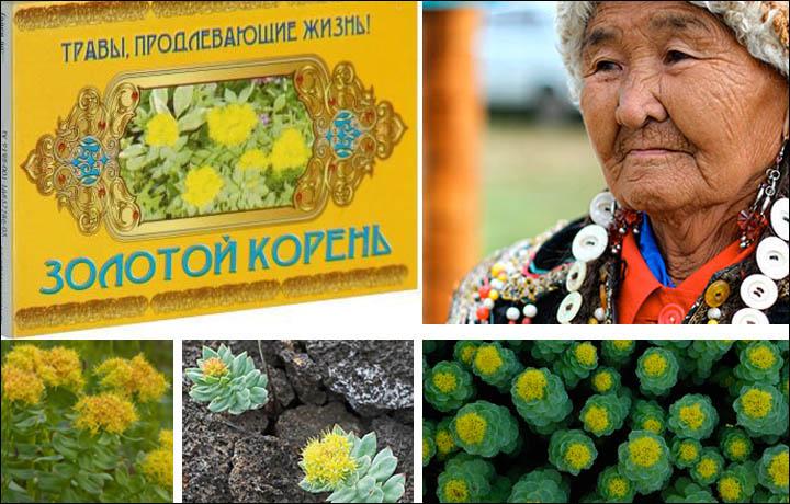 US Scientists Prove What Siberian Grannies Have Known for Generations About Magical Arctic Herb