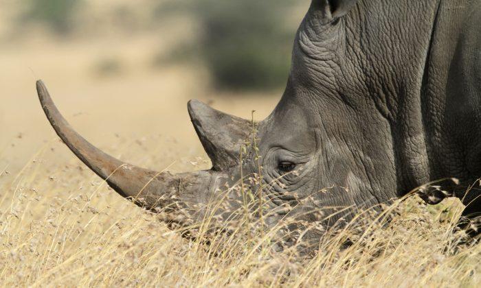 The Trouble With Using Synthetic Rhino Horn to Stop Poaching