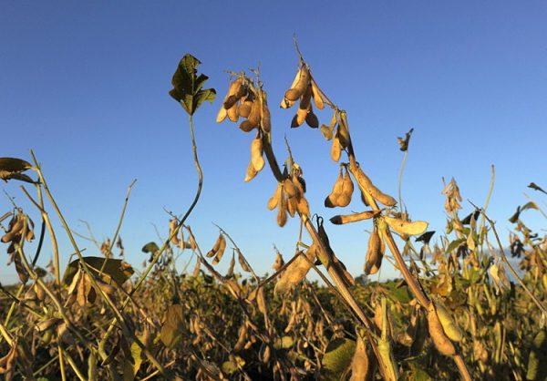 Transgenic soy plants 300 miles northwest of Buenos Aires, Argentina, on April 10. Transgenic soy, corn, and wheat plants resistant to drought and salinity were created by a team led by Dr. Raquel Chan. (Juan Mabromata/AFP/Getty Images)