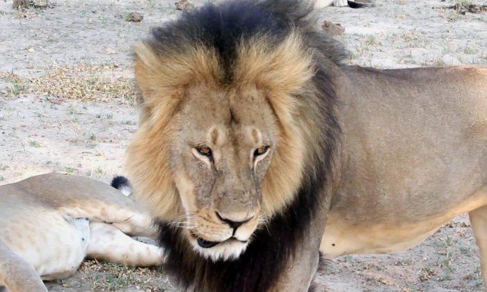 Man Accused in Lion Death Says He Thought Hunt Was Legal