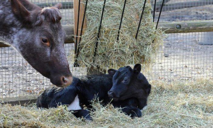 Cow Born in New York Zoo
