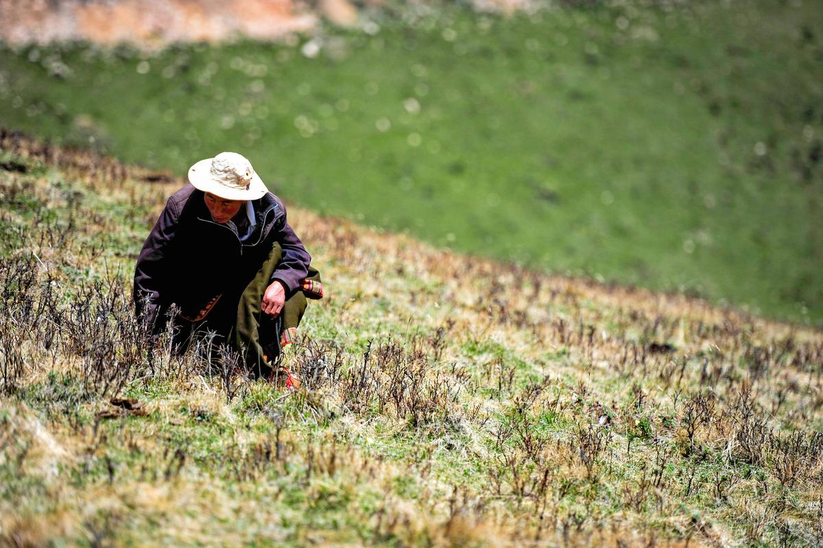Tibetan Villagers Report More Bear Attacks and Little Help From Authorities thumbnail