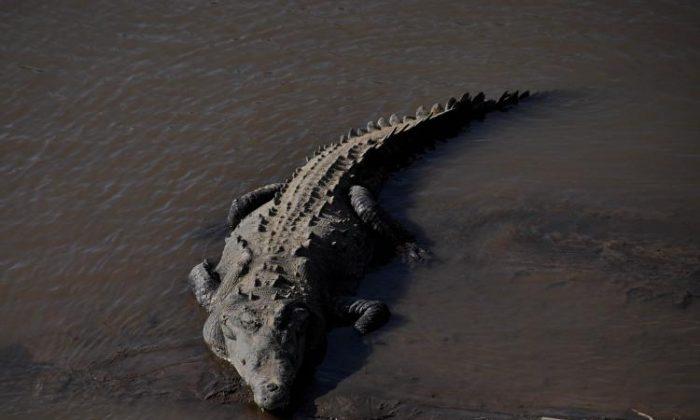 Reports: Indonesian Scientist Killed by Giant 17-Foot-Long Crocodile