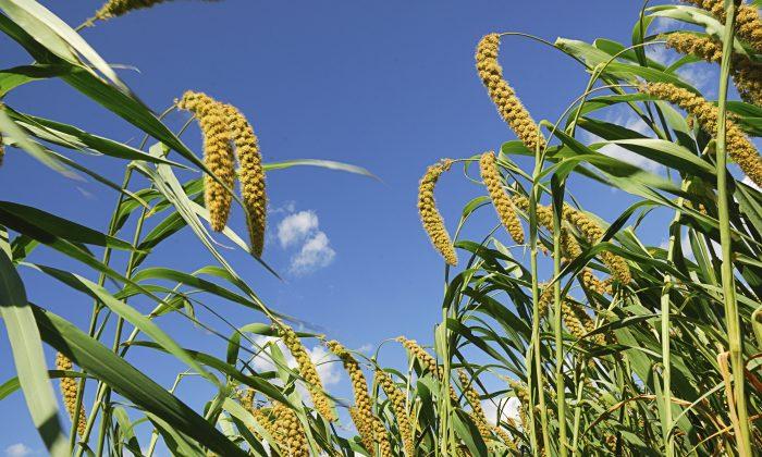 Drought Could Turn Millet Into American Food
