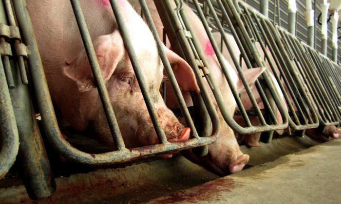 Billionaire Carl Icahn Escalates Fight Against McDonald’s On Pig Policy