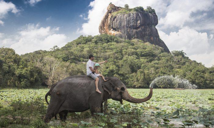 Elephant Loss Could Change Landscape Forever