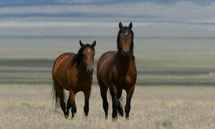 Lab Test Results Suggest Embattled Free-Roaming Horses In Arizona Have Historical Lineage