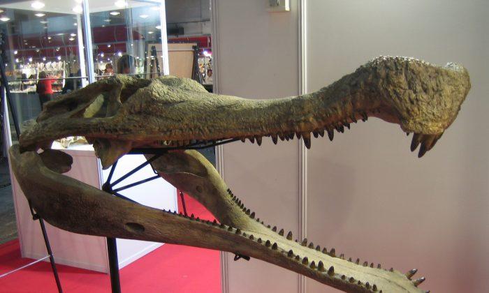 Fossil of 30-Foot Crocodile Found in Sahara Desert