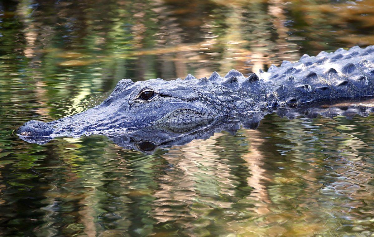 Alligators fear humans until they are fed by them, say experts. That's when they become very dangerous. (Rhona Wise/AFP/Getty Images)