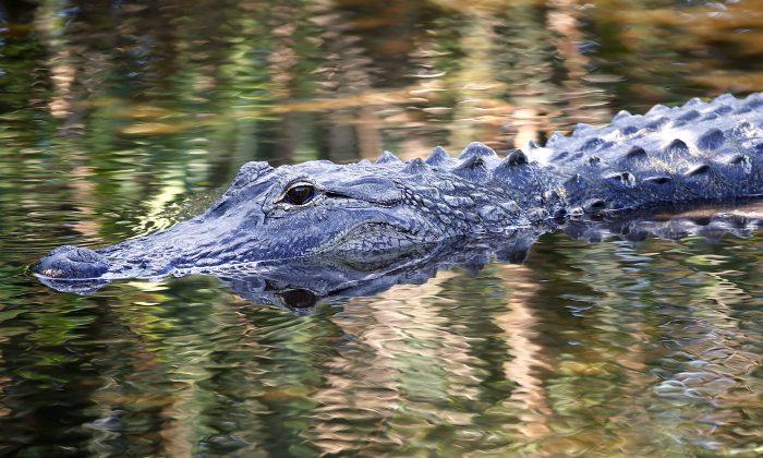 People Feeding Alligators Could Have Contributed to Attack on 2-Year-Old at Walt Disney Resort
