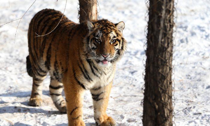 Siberian Tiger Kills Swiss Zookeeper in Enclosure: Zoo