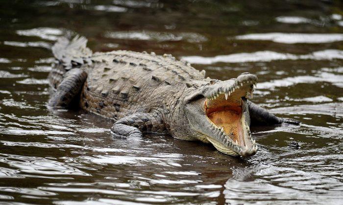 10-Year-Old Boy Killed After Being Snatched by Saltwater Crocodile