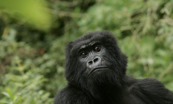 Largest Gorillas Now Critically Endangered, Poaching and Islamic Terrorists Hurt Conservation Efforts