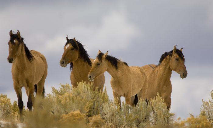 BLM Drops Plan to Surgically Sterilize Wild Horses