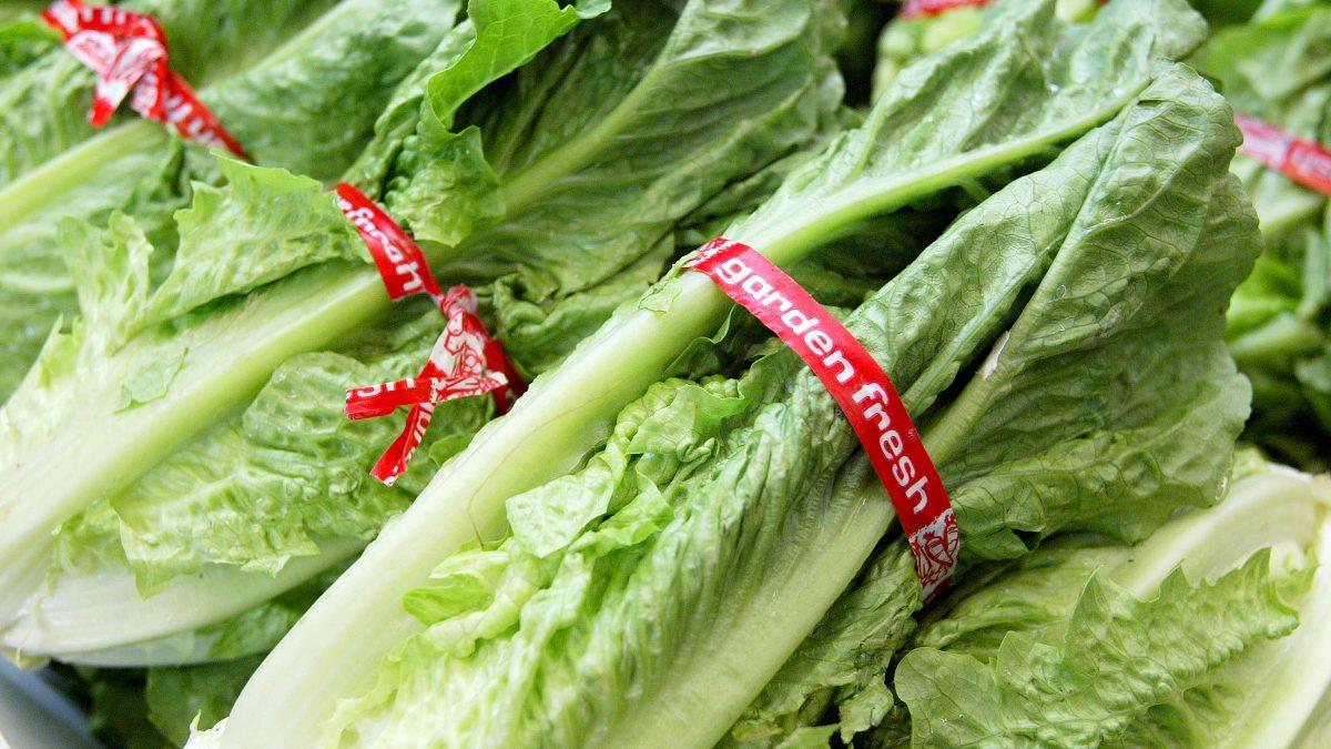 Romaine lettuce (Justin Sullivan/Getty Images)