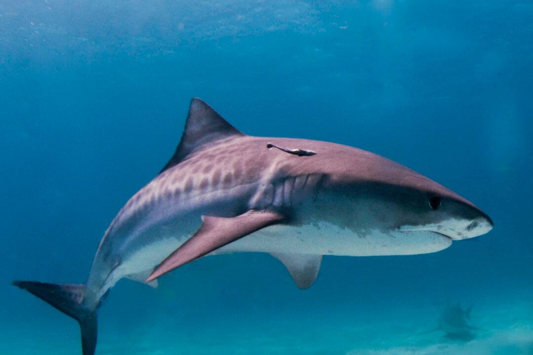 Tiger Shark With Stomach Cut and Teeth Removed Is Found on South Carolina Beach