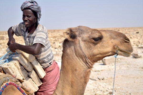 Loading tablets of salt onto camels for the trek to market. (Giannella M. Garrett)