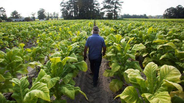 A farmer walks through a field of tobacco ready to be harvested in the Pleasant View community of Horry County, South Carolina, on July 26, 2013. (Randall Hill/File Photo/Reuters)