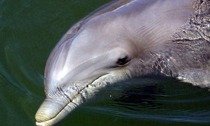 Mississippi Coalition of Local Sue Corps of Engineers Over Alleged Failure to Protect Bottlenose Dolphins