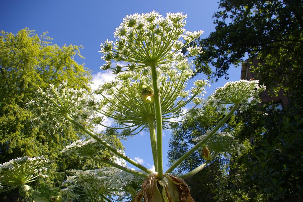 Photo of Giant Hogweed taken on June 12, 2009. (debs-eye [CC BY 2.0 (ept.ms/2haHp2Y)] via Flickr)